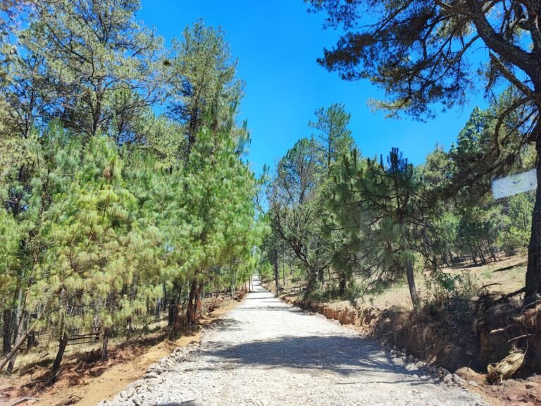 Bosque encantado