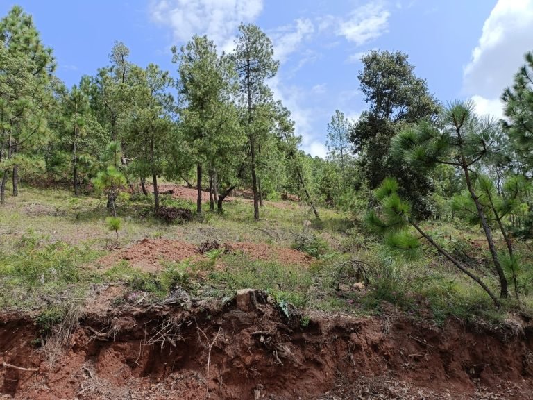 Bosque Manjari la Rinconada